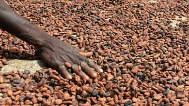 La Côte d’Ivoire classée premier pays agricole d’Afrique 2 cacao Côte d'Ivoire