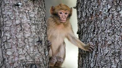 Le Maroc veut sauver le singe magot, un macaque en danger 2 Un singe magot ou macaque de Barbarie, dans une forêt près d'Azrou