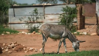 Le Botswana interdit les exportations d'ânes, très prisés en Chine 2 Gaborone (Botswana) (AFP) © 2017 AFP AfSud-Chine-animaux-environnement-commerce