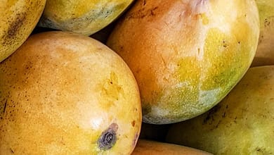 MANGUE : UNE CAMPAGNE COMPLIQUÉE POUR L'AFRIQUE DE L'OUEST 2 mangue de Guinée