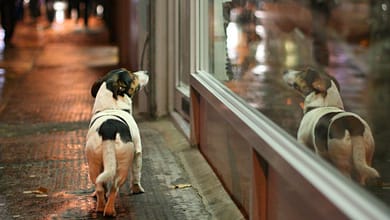 *POUR UNE PETITE ERREUR...* 5 Attention les arnaques aux chiens perdus se multiplient