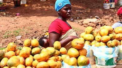 En Guinée, la femme est au centre du développement économique social. 5 femme guineenne