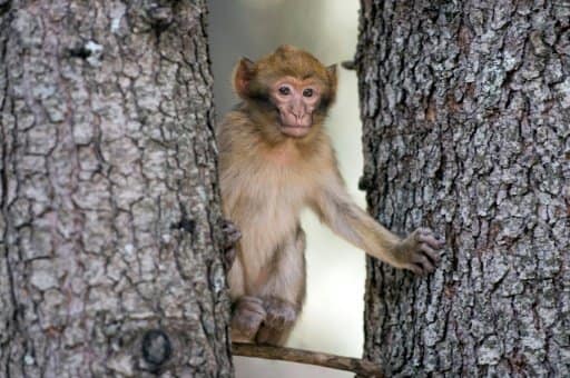 Un singe magot ou macaque de Barbarie, dans une forêt près d'Azrou