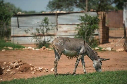 Gaborone (Botswana) (AFP) © 2017 AFP AfSud-Chine-animaux-environnement-commerce