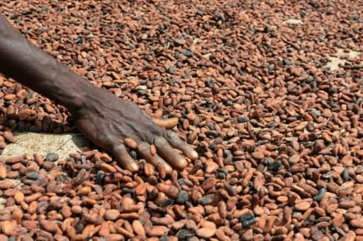 cacao Côte d'Ivoire