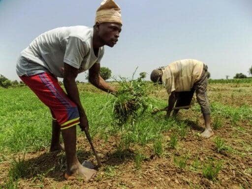 Par Aminu ABUBAKAR, Célia LEBUR à LagosKano (Nigeria) (AFP)© 2017 AFPNigeria-agriculture-emploi-croissance-économie