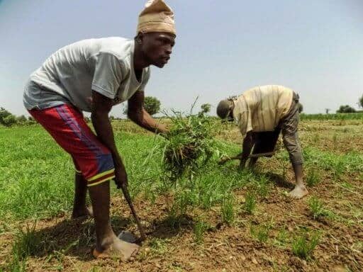Par Aminu ABUBAKAR, Célia LEBUR à LagosKano (Nigeria) (AFP)© 2017 AFPNigeria-agriculture-emploi-croissance-économie