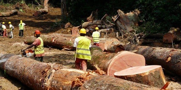 MISSION DE RECENSEMENT DES DÉPÔTS DE BOIS DANS LES PRÉFECTURES DE DUBREKA, COYAH ET DES 5 COMMUNES DE CONAKRY.