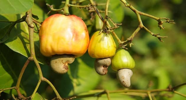Mozambique production d'acajou