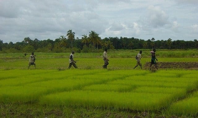 Agriculte en Guinée