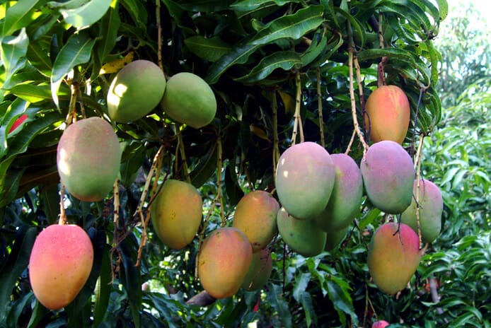La mangue de Guinée