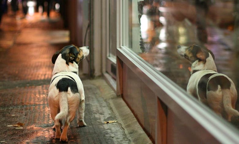 *POUR UNE PETITE ERREUR...* 1 Attention les arnaques aux chiens perdus se multiplient