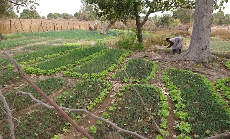Suivi de projet de réalisation d'un potager de 2 ha dans le quartier de Kandaida saran. 3 potager koundara