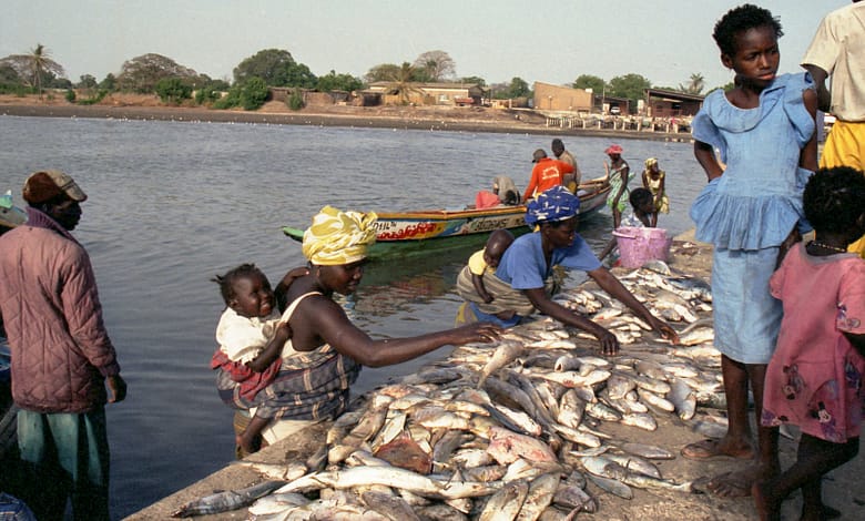 Pêche en Guinée et Sénégal : vers une alliance stratégique pour préserver les ressources halieutiques et stimuler l’économie régionale 1 People are buying and selling fish by the water.